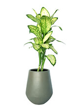 <span>Dieffenbachia</span>