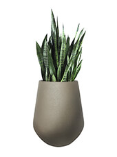 <span>Sansevieria Trifasciate</span>